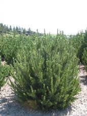 Swiss Pine